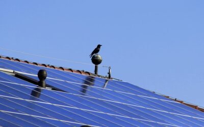 Why Critter Guard Installation Is Essential for Solar Panels